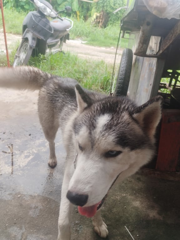 ตามหาเจ้าของหมา สีขาวดำ ตาฟ้า ไม่มีปลอกคอ เพศผู้