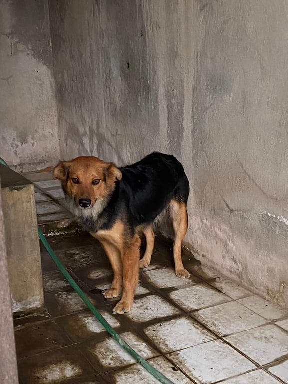 ตามหาเจ้าของหมา นิสัยเฟรนลี่ ขี้อ้อน เข้ากับคนได้ง่ายแม้จะเป็นคนแปลกหน้า คาดว่าอาจจะหนีพลุปีใหม่มา