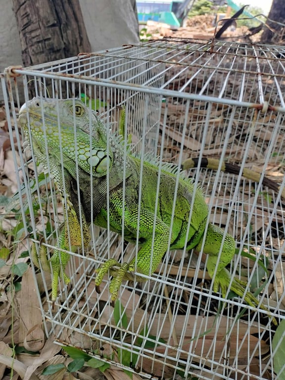 ตามหาเจ้าของอิกัวนา วัยกลางๆยังไม่โตมากค่ะ