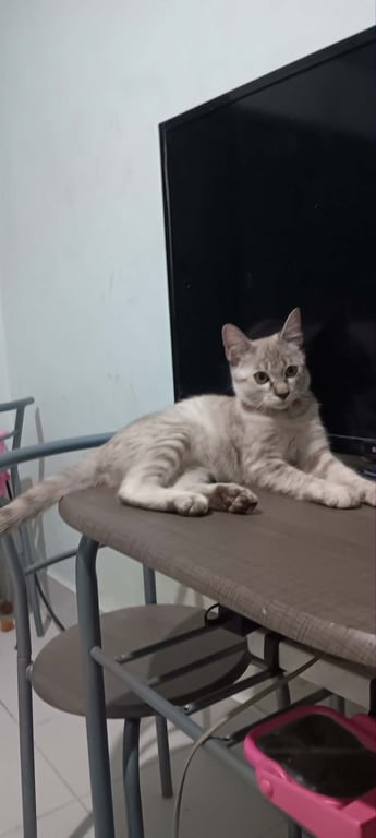 มีตังค์