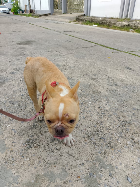 ตามหาเจ้าของหมา มีแผลบนในหน้า