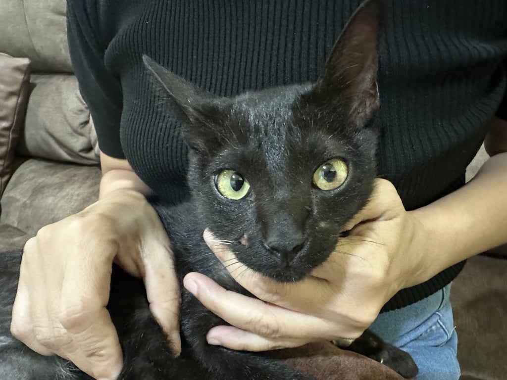 ตามหาเจ้าของแมว 