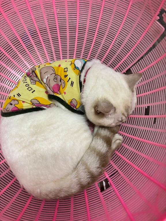 น้องขาว