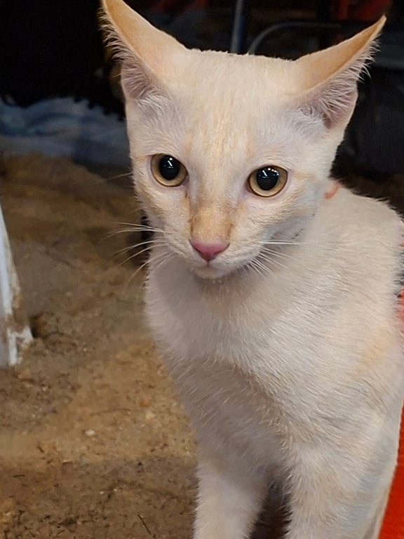 มีบุญ