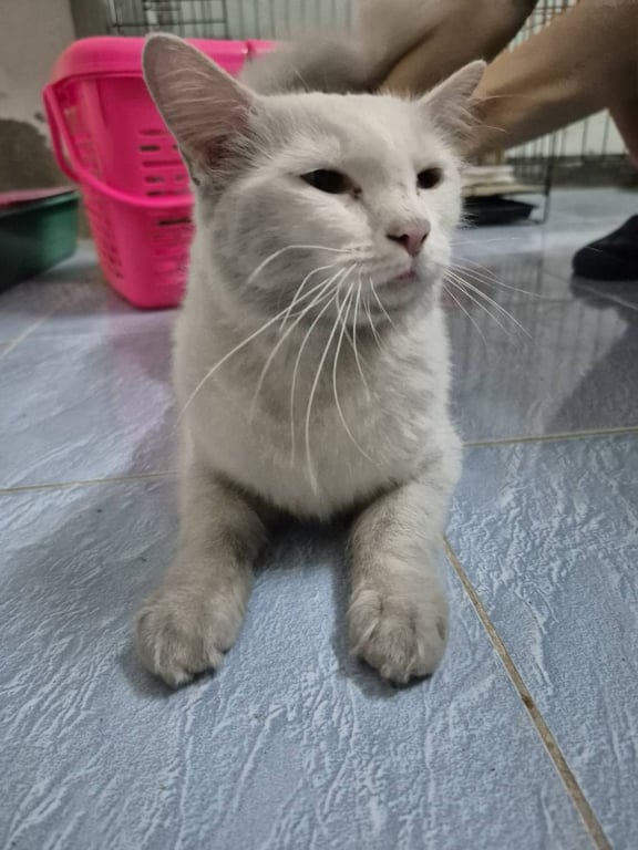 ตามหาเจ้าของแมว น้องแมวตัวไม่ใหญ่ สีขาว หางยาวฟู ไม่กลัวคน