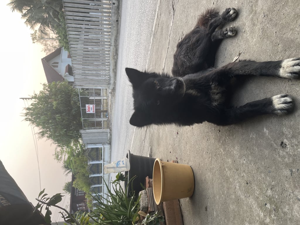 ตามหาเจ้าของหมา น่าจะหลงมาไกลมากๆ น่าจะโดนเจ้าถิ่นไล่มาจนเตลิดมาที่นี่ ฉะนั้น อย่าคิดว่าน้องอาจจะอยู่ใกล้ ถ้าคิดว่าใช่ขอดูรูปเพิ่มเติมได้คะ