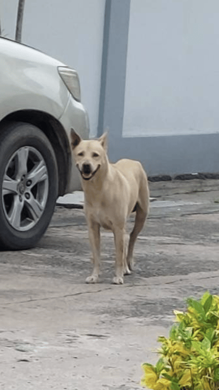 ตามหาเจ้าของหมา มาเดินหมู่บ้านรอเจ้าของมาสองสามวัน น่าสงสารมาก ค่ะ

บ้านอยู่ละแวกนวลจันทร์