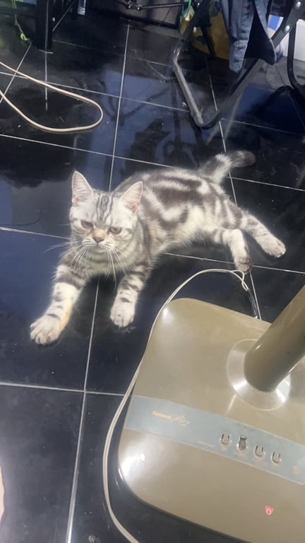 ตามหาเจ้าของแมว ลายหินอ่อน ตัวผู้