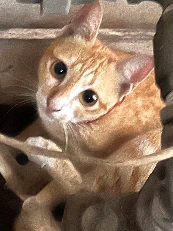 ตามหาเจ้าของแมว หางกวัก เชื่อง ไม่กลัวคน เรียบร้อย