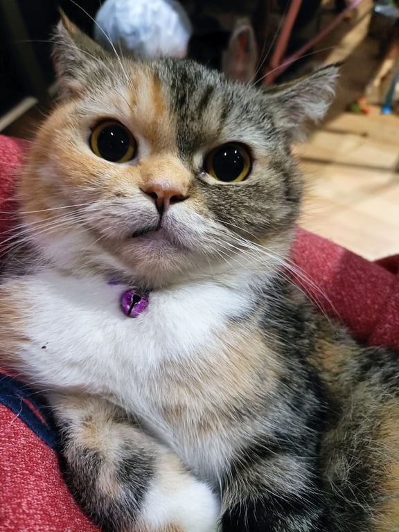 พียู
