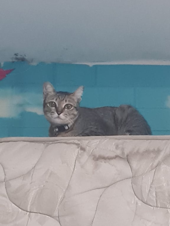 Miso