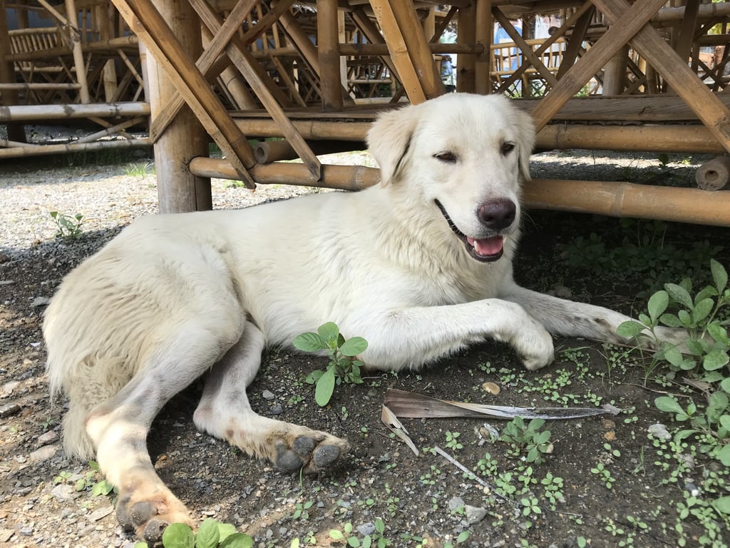 ตามหาเจ้าของหมา สุนัขโกเด้นรีทรีฟเวอร์ สีขาว