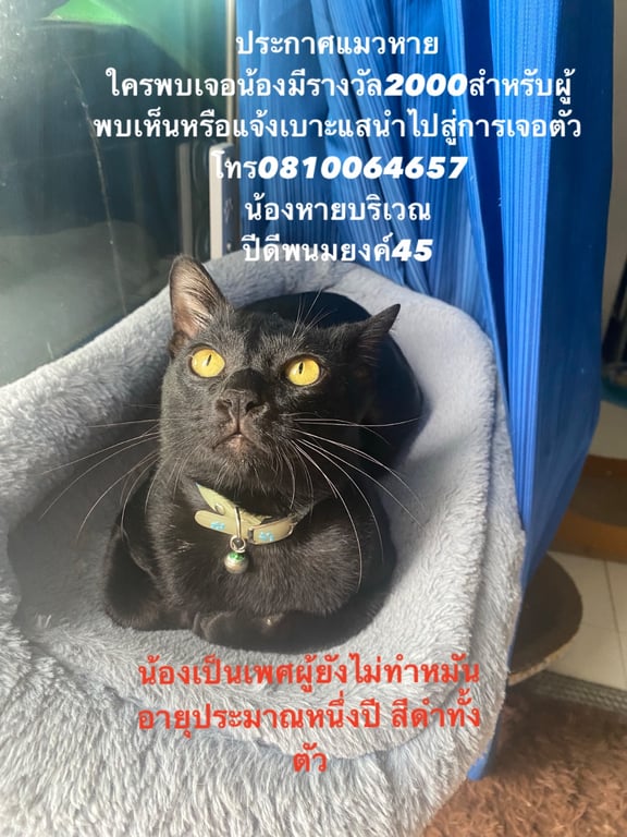 ชาโคล