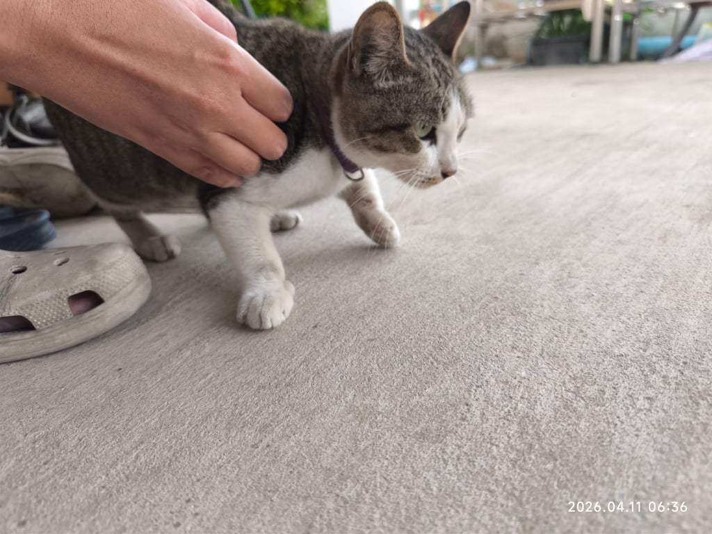 ตามหาเจ้าของแมว เชืองมากให้จับได้ ลายสลิด แต่ขาทั้ง 4 เหมือนใส่ถุงเท้า