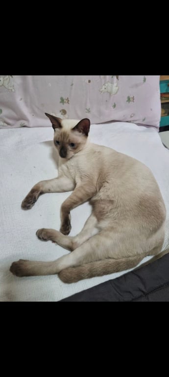 อูจู