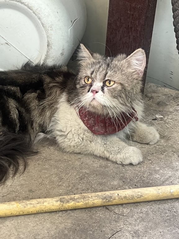 ตามหาเจ้าของแมว มีคนพบน้องที่ร้านสุกี้มธ (ฝั่งตรงข้ามธรรมศาสตร์รังสิต) น้องเป็นเพศชาย เบื้องต้นมีคนพาน้องไปอาบน้ำและโกนขนค่ะ 

มีแค่ไลน์ bygwang ที่เราแนบให้เลย