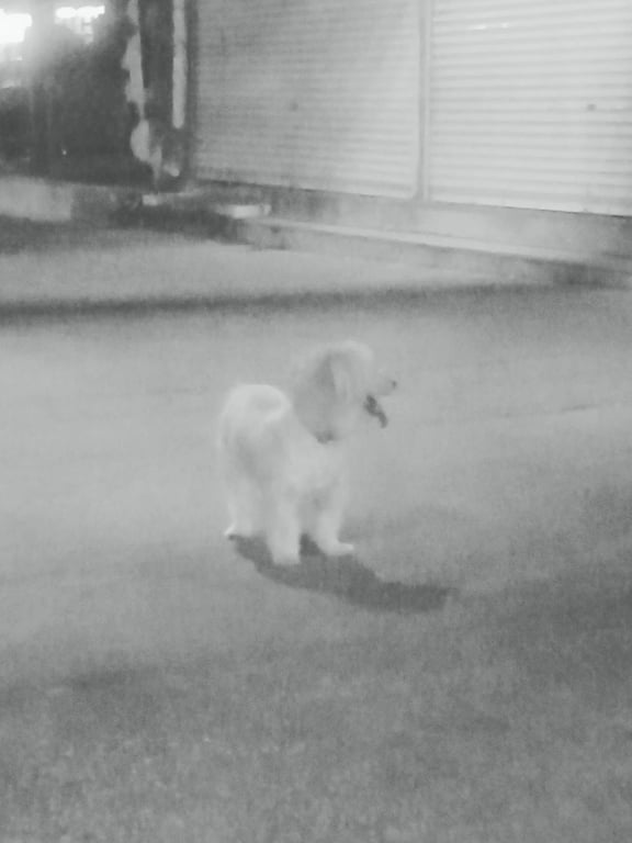 ตามหาเจ้าของหมา ขี้กลัว วิ่งเร็วมากๆ