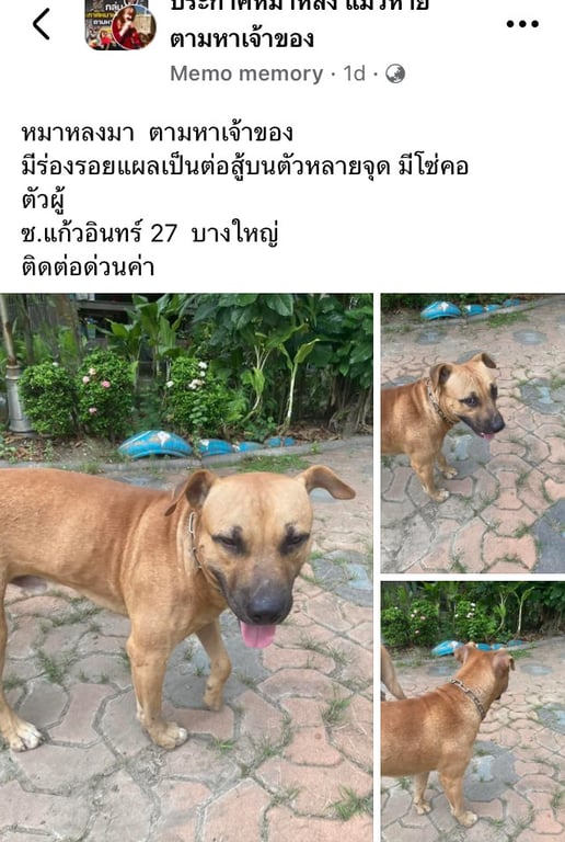 ตามหาเจ้าของหมา 