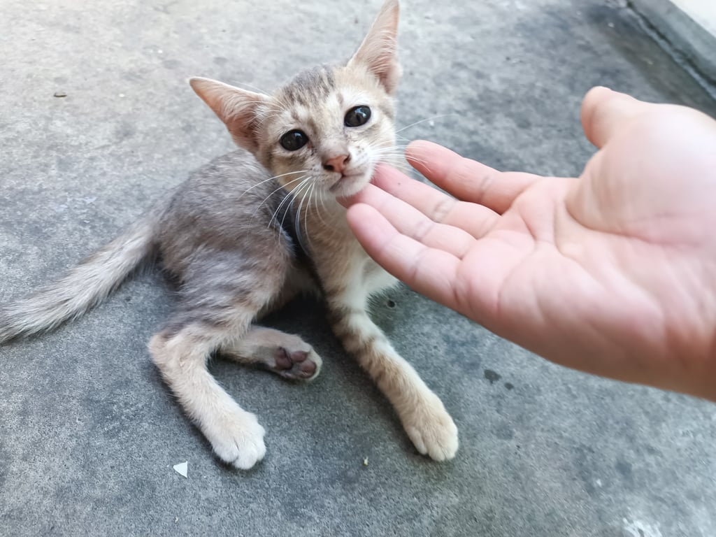 ตามหาเจ้าของแมว ลาย สลิดออกส้ม
เพศ เมีย
อายุ 2 เดือน
ยังไม่ได้รับวัคซีน
ทานอาหารเม็ดเป็น
เข้ากระบะทรายเป็น
❤️❤️❤️❤️❤️