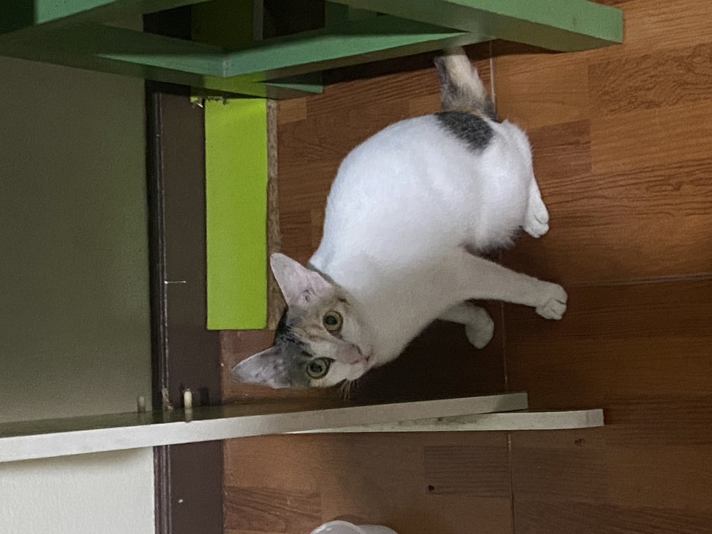 ตามหาเจ้าของแมว 