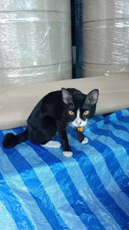 ตามหาเจ้าของแมว 