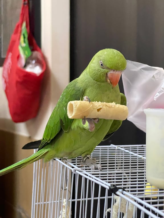ออโต้