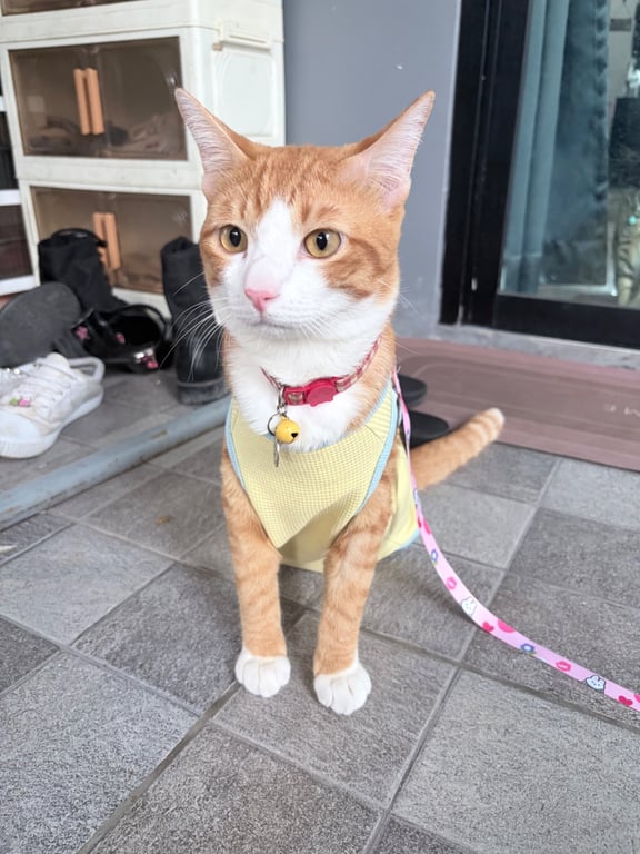 โคโค่
