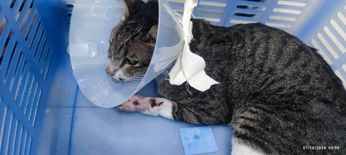 ตามหาเจ้าของแมว 