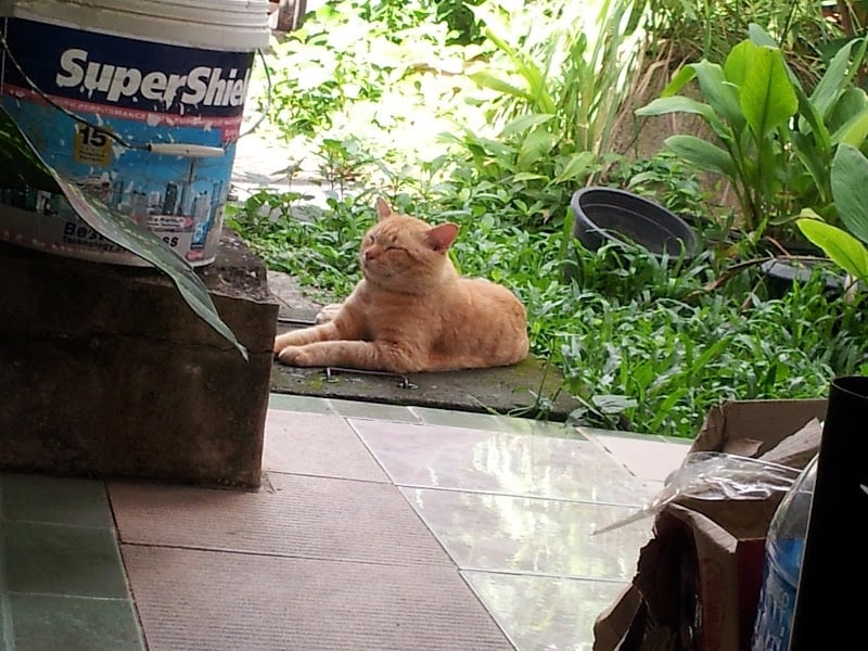 สระบุรีสัตวแพทย์