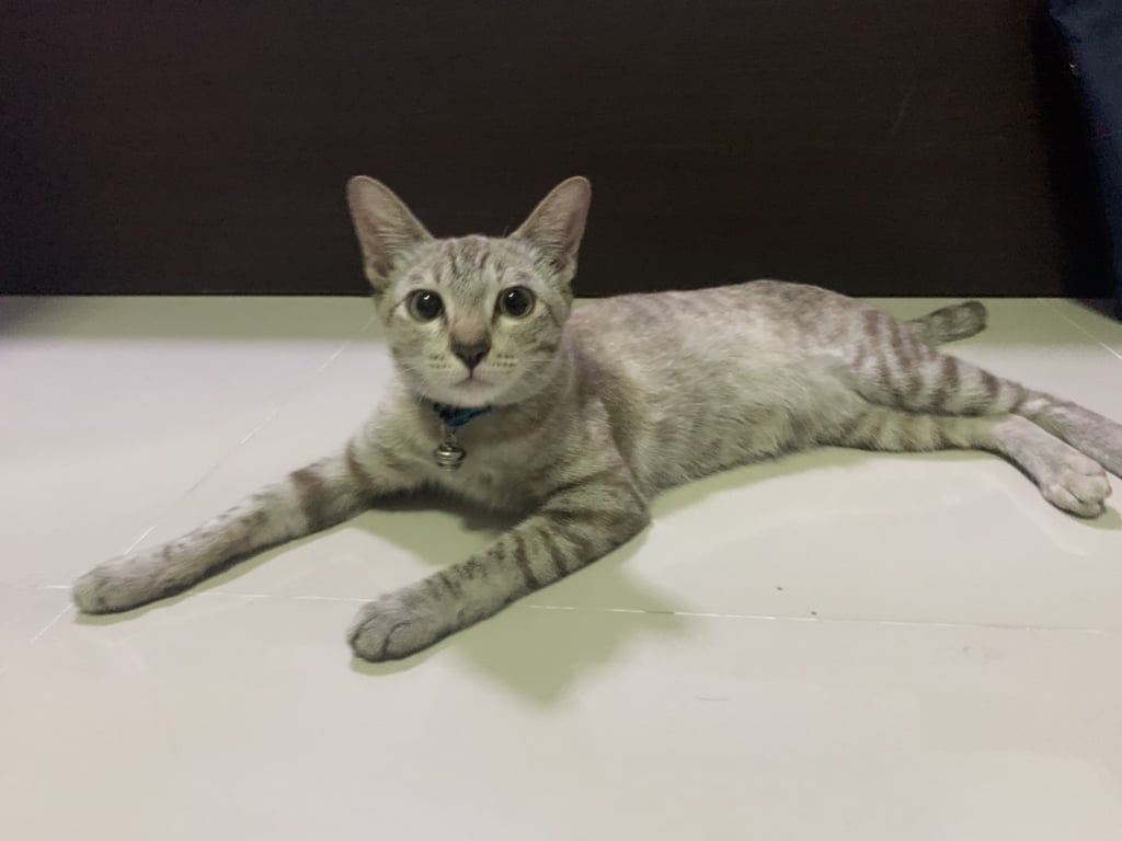 ตามหาเจ้าของแมว เห็นน้องหลงเข้ามาบริเวณลานจอดรถของบริษัท ( ติด BTS บางนา ) ด้านหลังลานจอดรถจะมีวัด และคลอง มีบ้านคนอยู่บริเวณด้านหลัง
น้องมีลักษณะขี้อ้อน น่ารัก เชื่องมาก สีออกเทา และ มีลายสีน้ำตาลเข้ม