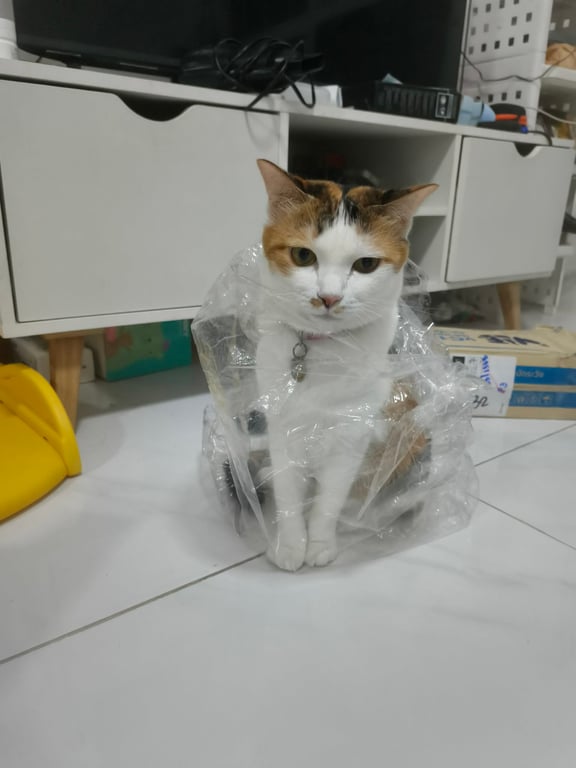 ไจโกะ