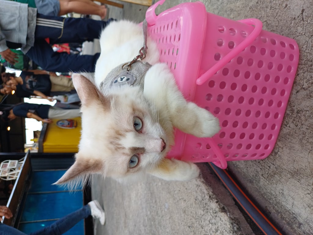 ตามหาเจ้าของแมว สีชาว ตาสีฟ้า ทำหมันแล้ว