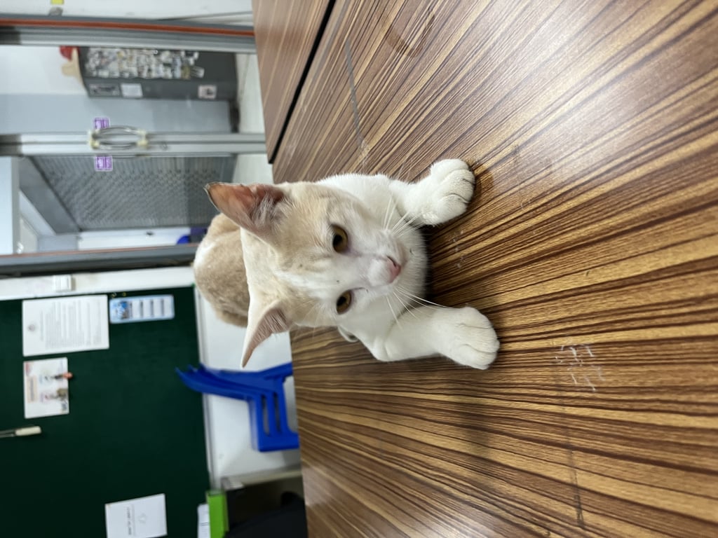 ตามหาเจ้าของแมว คุ้นคน ให้จับตัวได้