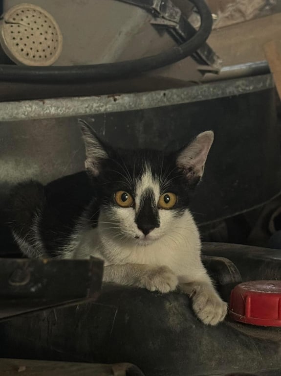 ตามหาเจ้าของแมว น้องแมวจร อายุ 4-5 เดือน เพศเมีย กินเก่ง วิ่งไว น่าเอ็นดู จมูกสีดำ ตาสีเหลือง มีจุดไฝดำตรงบริเวณริมฝีปาก