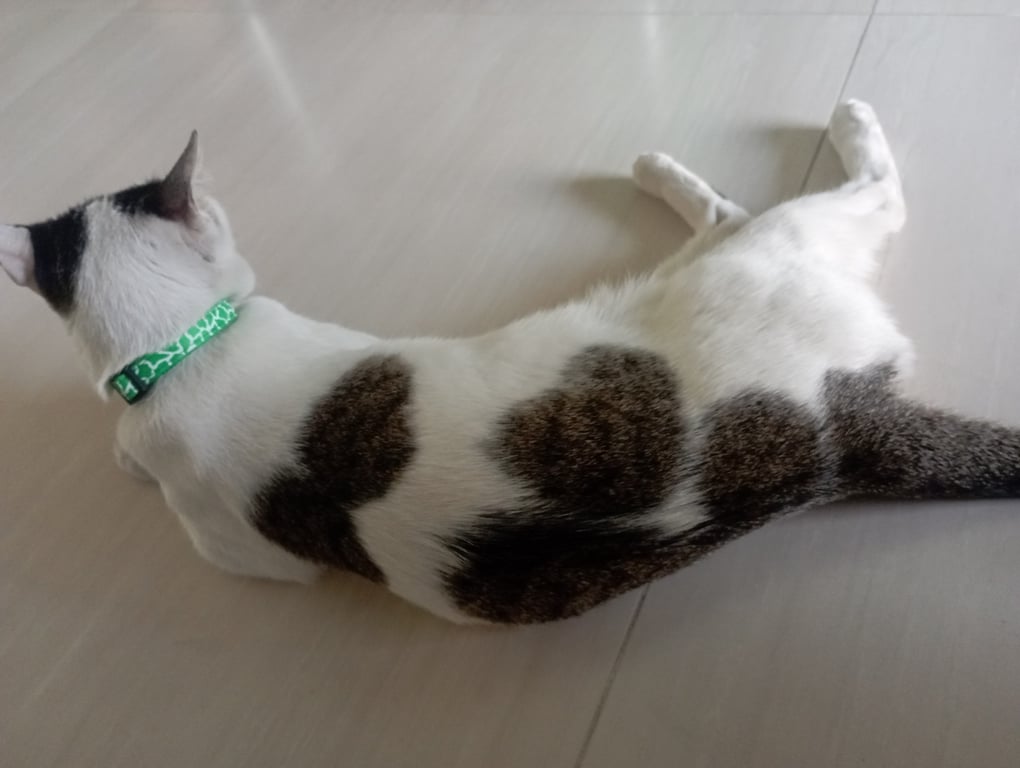 ตามหาเจ้าของแมว เป็นแมวจรเพศเมีย อายุ 3+ ปี ช่วงนี้ได้หยด advocate เป็นเวลา 3 เดือน ฉีดวัคซีนพิษสุนัขบ้านแล้ว รอหาบ้าน