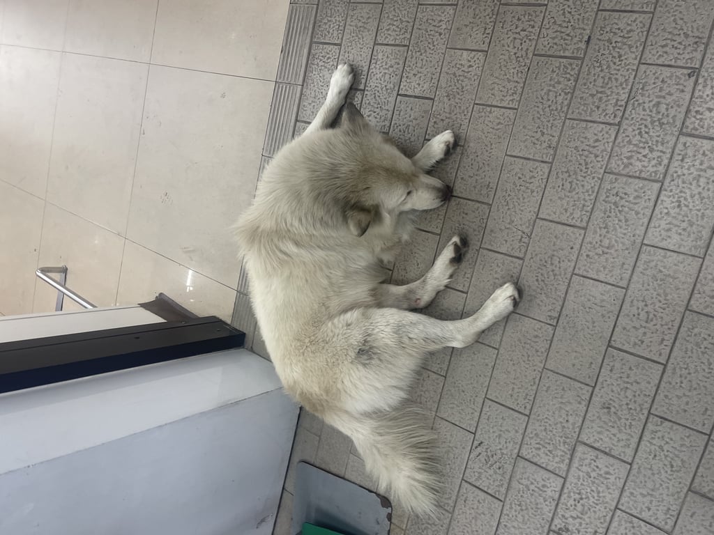 ตามหาเจ้าของหมา ขนสีมีขาวทั้งตัว สภาพมอมแมม หน้าตาดูเศร้าๆ  ให้จับได้