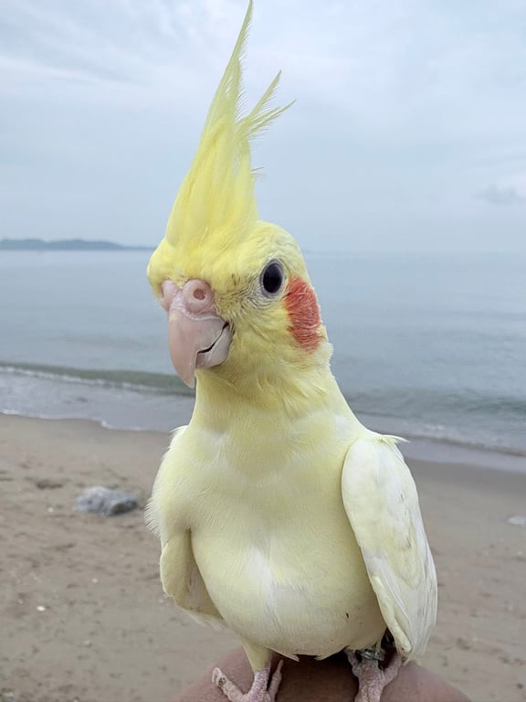 เยลลี่