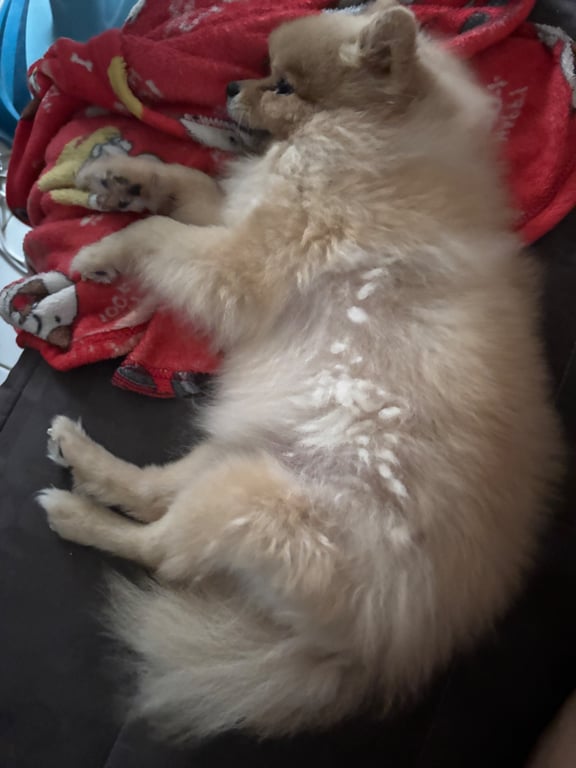 ถั่วพลู
