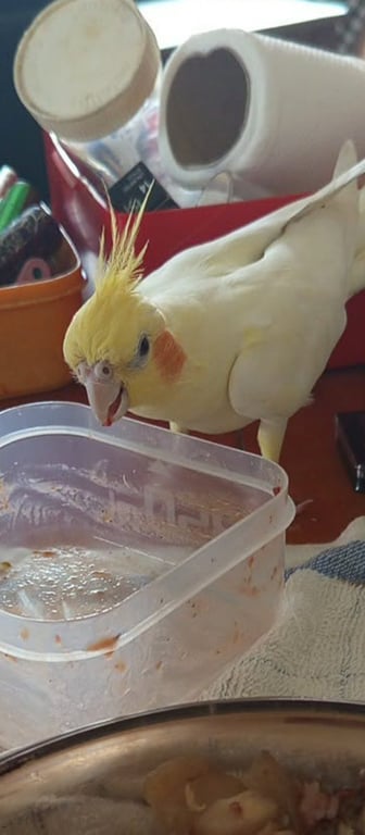 แชมมี่