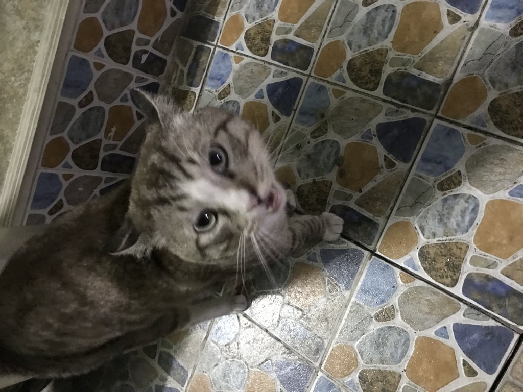 ตามหาเจ้าของแมว แมวตัวผู้ ตัวใหญ่ ไม่กลัวคน เจามาให้ลูบหัวได้ สันจมูกมีสีขาว คอสีขาว