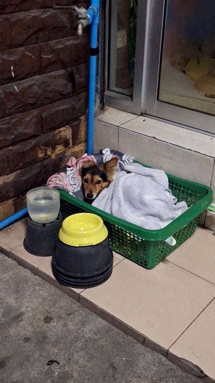 ตามหาเจ้าของหมา #ตามหาเจ้าของหมา 🐶น้องหลุดมาค่ะ เพศหญิง เหมือนจะโดนรถเฉี่ยวค่ะ ปอกคอสีแดง อาการตัวสั่นกลัว เชื่องจับได้ น้ำหนักประมาณ 5-6 กิโลกรัม

📍ตอนนี้น้องอยู่ที่ หอพักสิรินทร์แมนชั่น เลขที่ 152 แขวงสีกัน เขตดอนเมือง กทม.  นะคะ

⏰️ช่วงเวลาที่น้องหลงมาวันที่ 24 มกราคม 67 เวลาประมาณ 19:00-20:00 น. ตอนนี้น้องอยู่หน้าหอพักนะคะ

ติดต่อหนูได้เลยค่ะ 0806253655