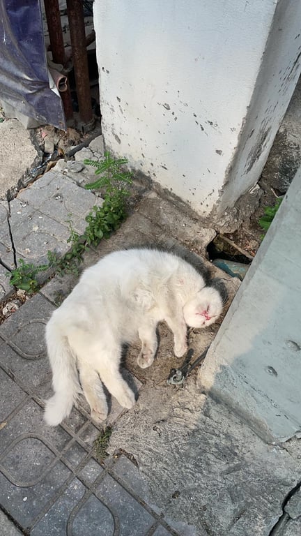 ตามหาเจ้าของแมว แมวใครไม่ทราบน้องกลับดาวแล้วนะครับ

พบแถวบริเวณ ถนนรังรักษ์เหนือ ประชานิเวศน์1 กทม.