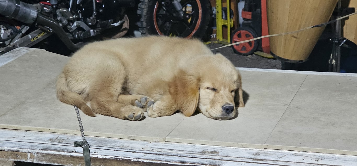 ตามหาเจ้าของหมา 