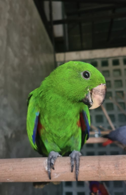 ฟอเรท
