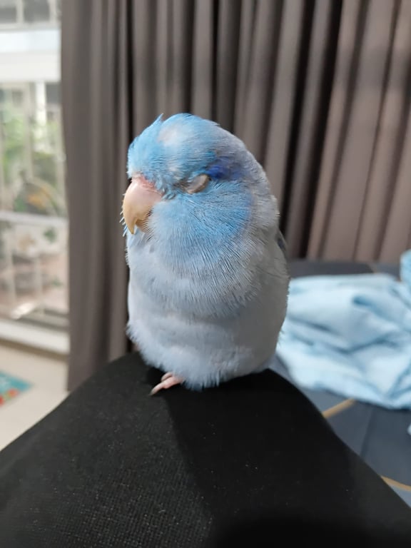 สกาย