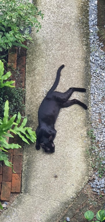 ตามหาเจ้าของแมว อายุประมาณ 6-7 เดือน เชื่อง ติดคน ขี้อ้อนมากกกก