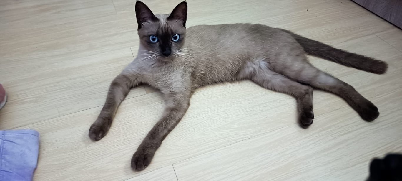 สาลี่