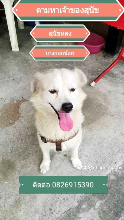 ตามหาเจ้าของหมา ไม่มีปลอกคอมีแต่ที่คล้องตัวแต่สายจุงไม่มี ที่คล้องสีน้ำตาล สถานที่พบใกล้ปากซอยวัดใหม่ยายมอญเขตบางกอกน้อยนะคะไม่ใช่ที่อยู่ตามแผนที่ที่ขึ้น