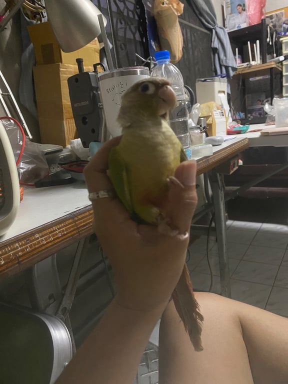 มีโชค