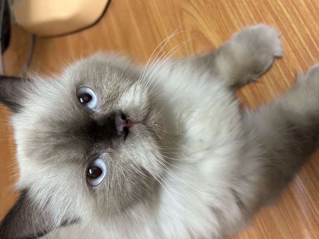 ตามหาเจ้าของแมว หน้าดำ หูดำ ลำตัว ขาวและดำ สีวิเชียรมาส แต่เป็นเปอร์เซีย เพศผู้ ทำหมันแล้ว มีนำตา ต้องคอยเช็ด นิสัยขี้อ้อนมาก ชอบให้คนลูป